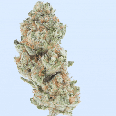 Bulk Indoor Flower