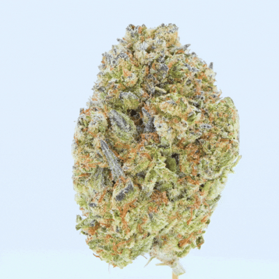 Bulk Discount Indoor Flower