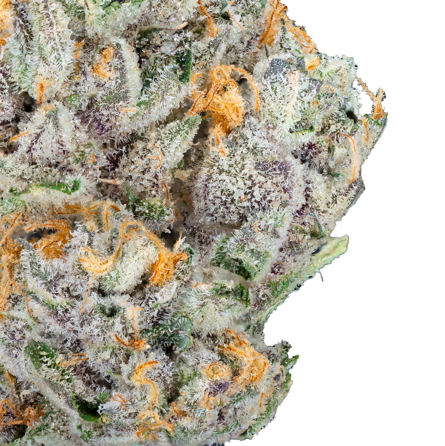 Bulk Super Exotic Flower