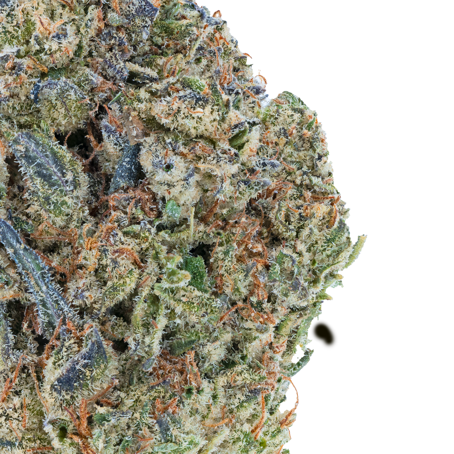 Bulk Discount Indoor Flower