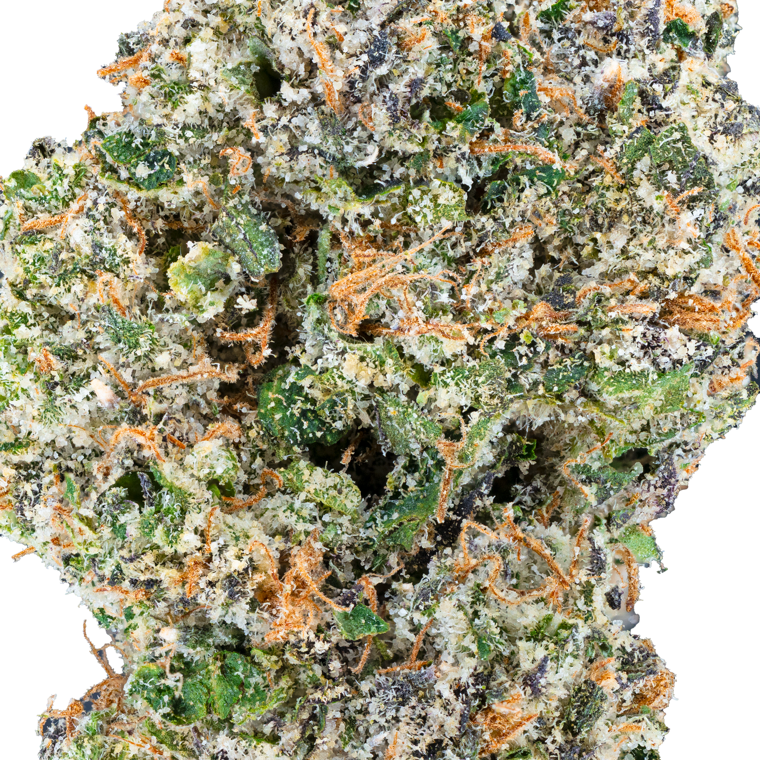 Bulk Indoor Flower