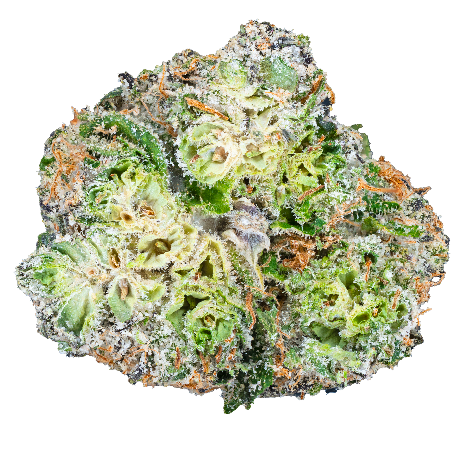 Bulk Indoor Flower