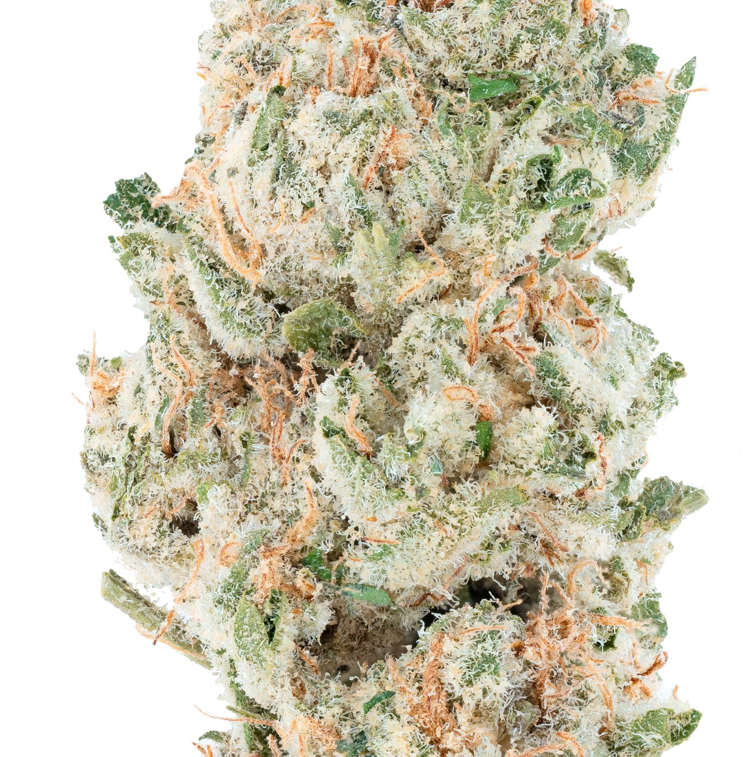 Bulk Indoor Flower