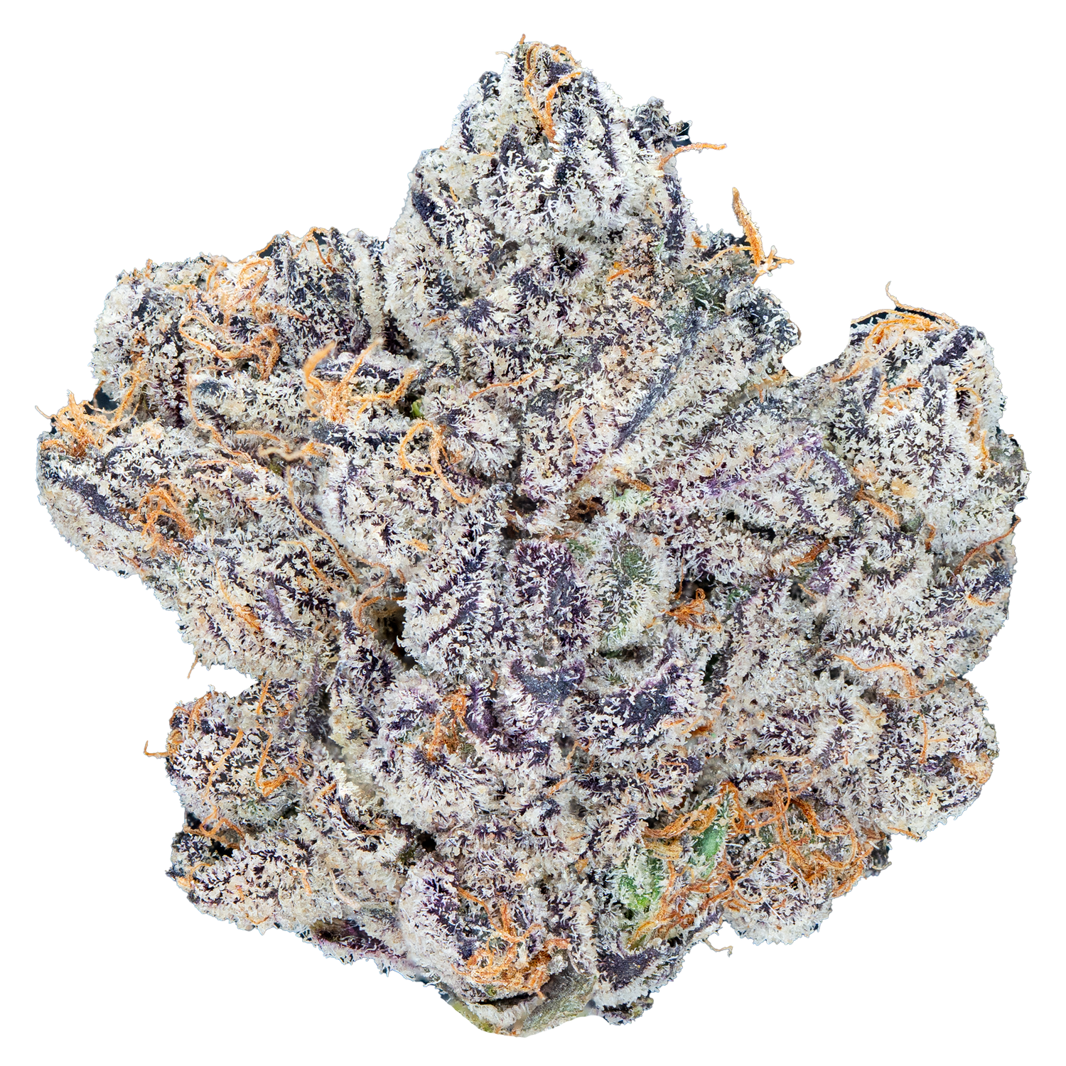Bulk Exotic Flower