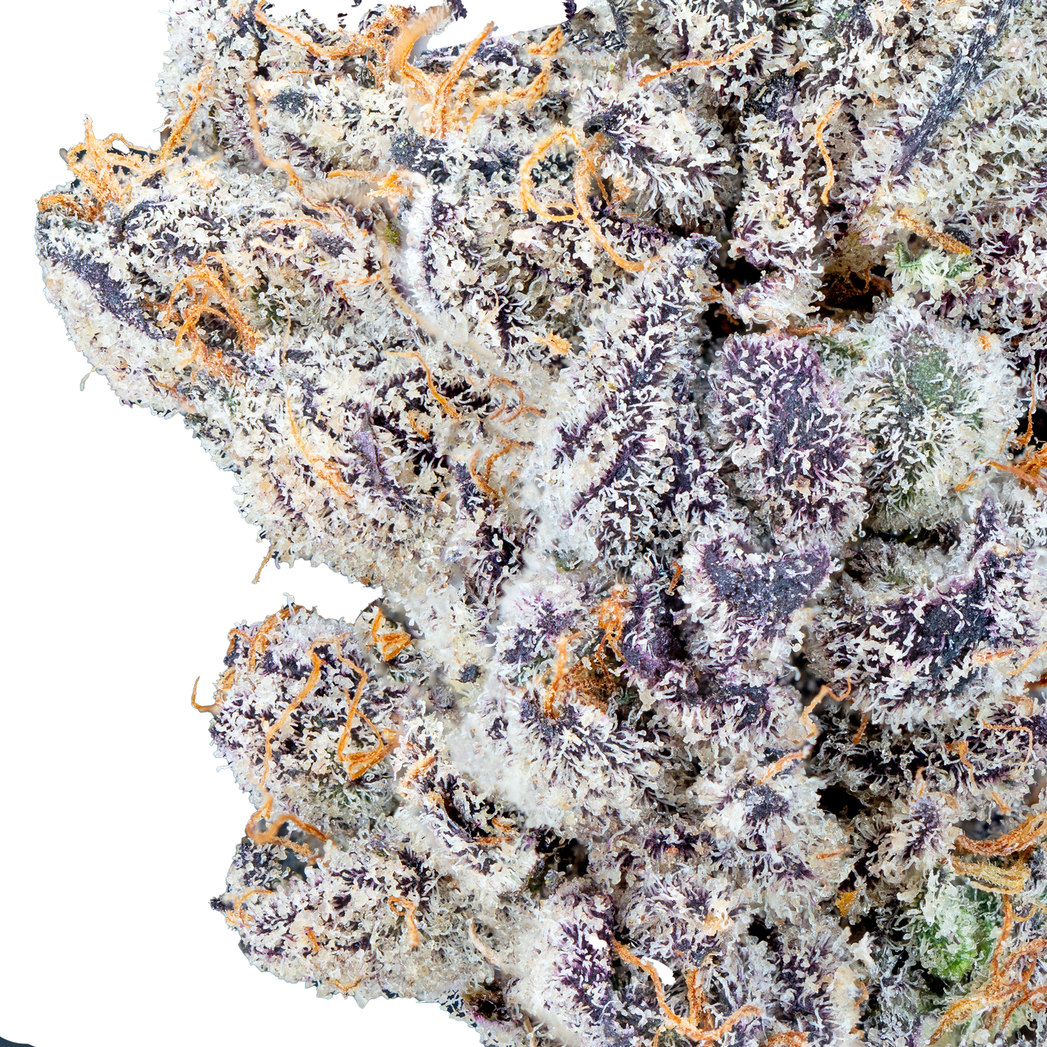 Bulk Exotic Flower