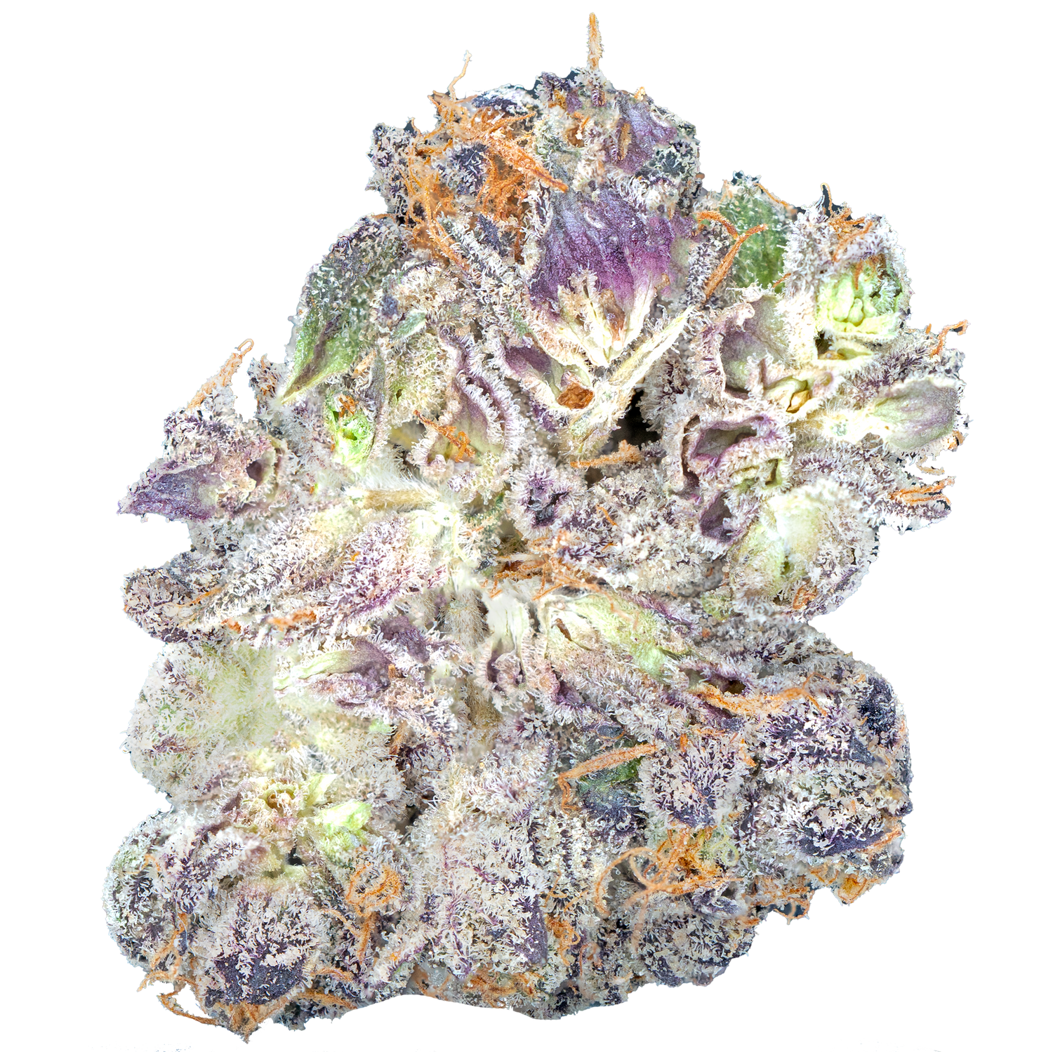 Bulk Exotic Flower